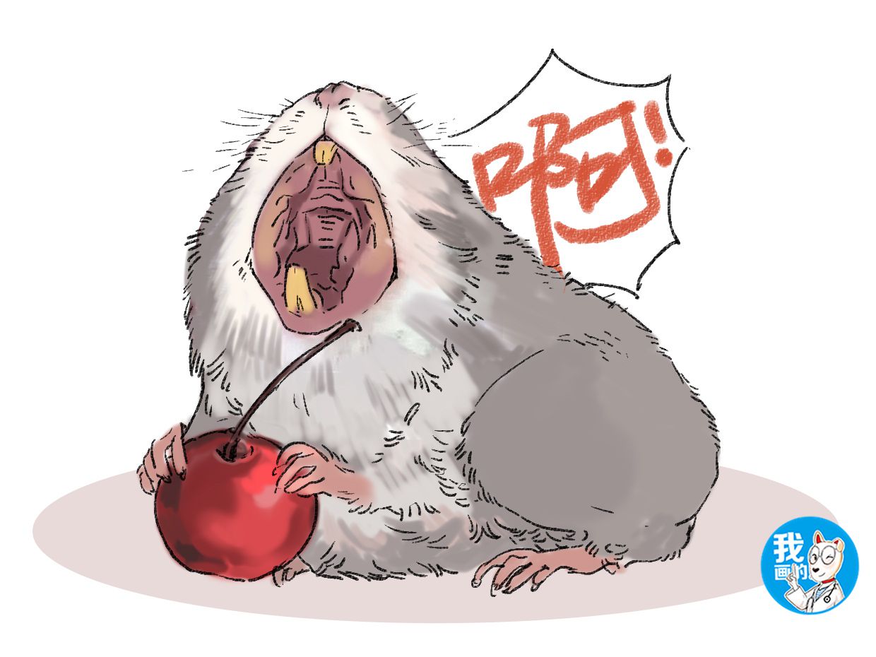 仓鼠进食受到打扰,仓鼠对人打哈欠为什么