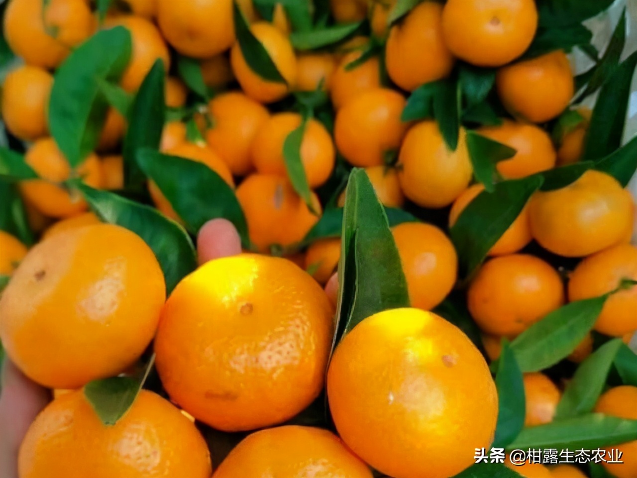 今年南丰蜜桔价格走向,今年南丰蜜桔为什么价格较好