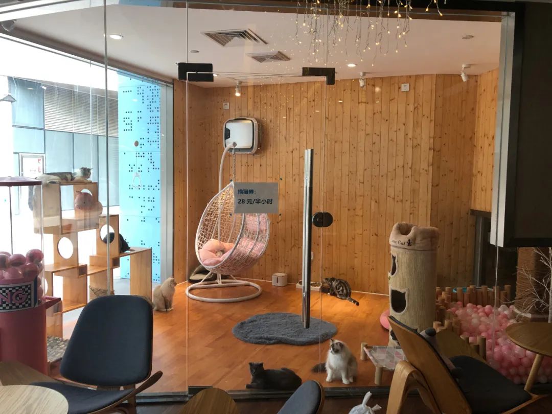 欢迎同行入内,这是一家为宠物店而开的宠物