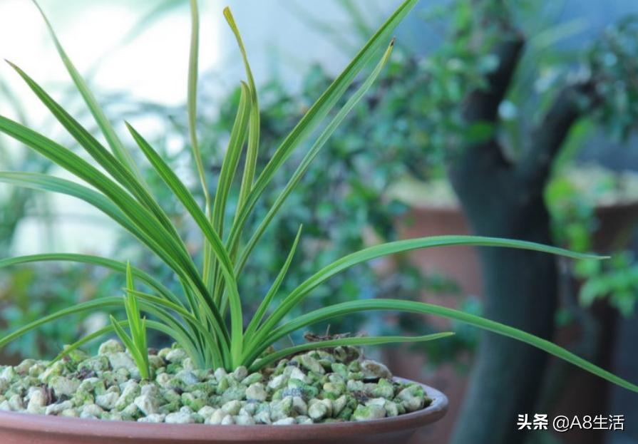 蕙兰兰花品种排名,蕙兰花精品品种