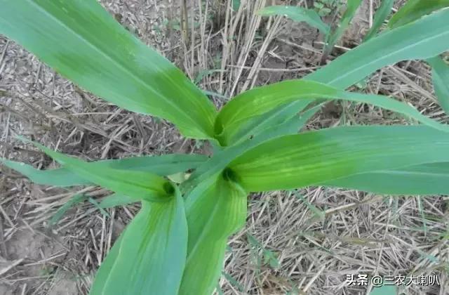 玉米苗后除草剂药害下雨会减轻吗,玉米除草剂对豆角的药害怎么解除