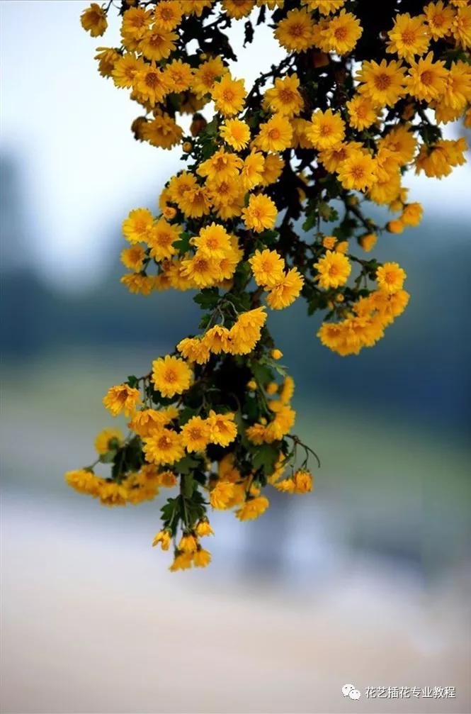 20种常见的菊科植物有哪些,哪些菊科植物好养