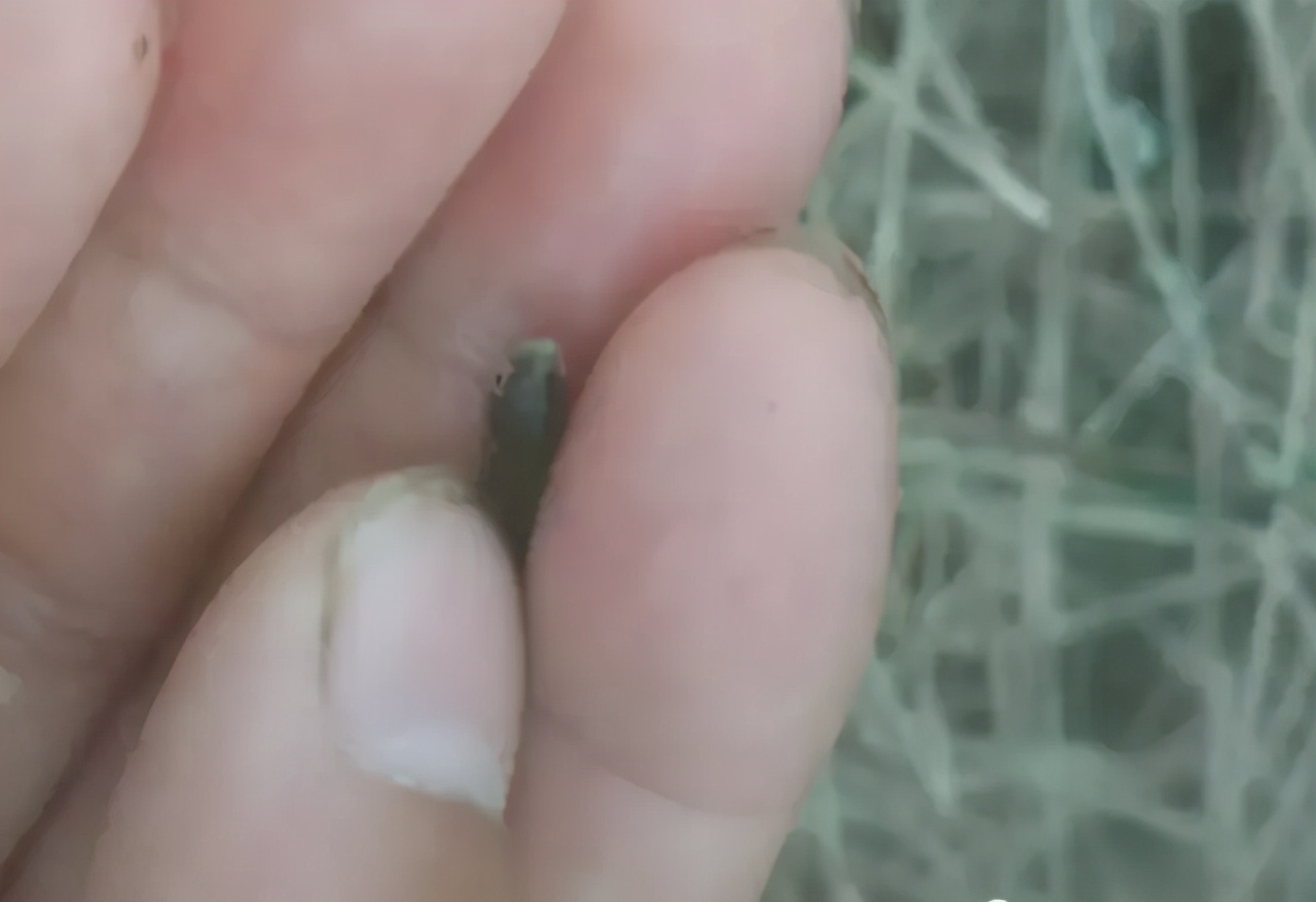 鱼苗白尾什么原因,鱼苗白嘴病的治疗