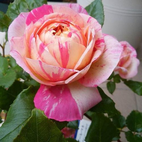 月季爱杜尔马奈图片,爱杜尔马奈月季没有条纹是怎么了