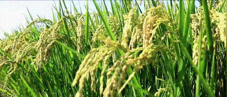 中国用了占世界多少的耕地,我国用占世界百分之几的耕地