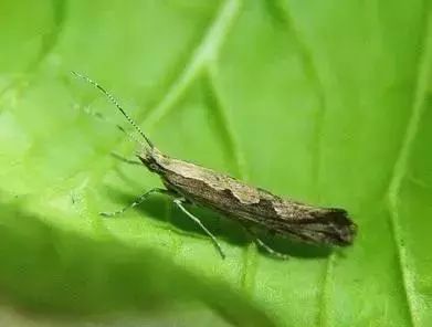 蔬菜害虫防治大全,蔬菜害虫最佳防治方法