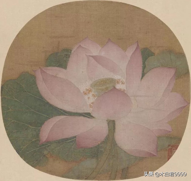 宋代吴炳的出水芙蓉图属于白描吗,南宋出水芙蓉图中的荷花的尺寸