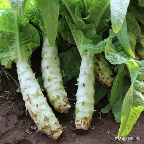 莴笋根部裂口是什么原因引起的,莴笋裂口用什么农药治疗最好