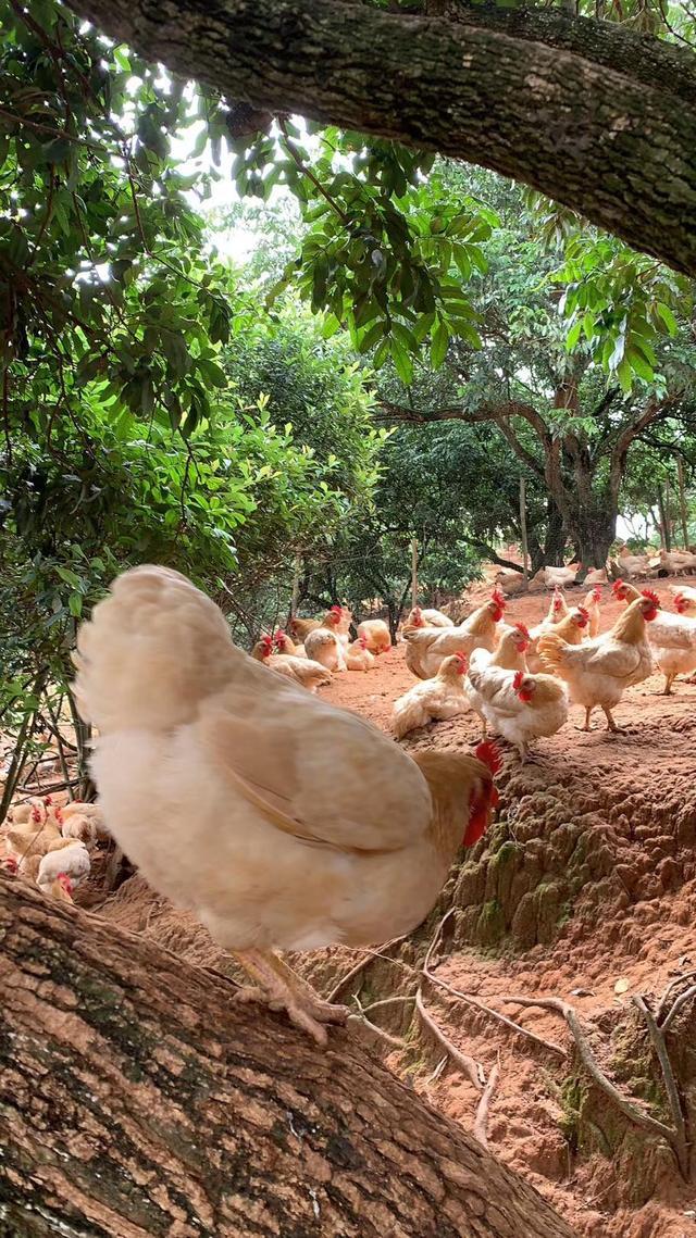 土鸡腺肌胃炎危害,养鸡腺肌胃炎怎么治疗