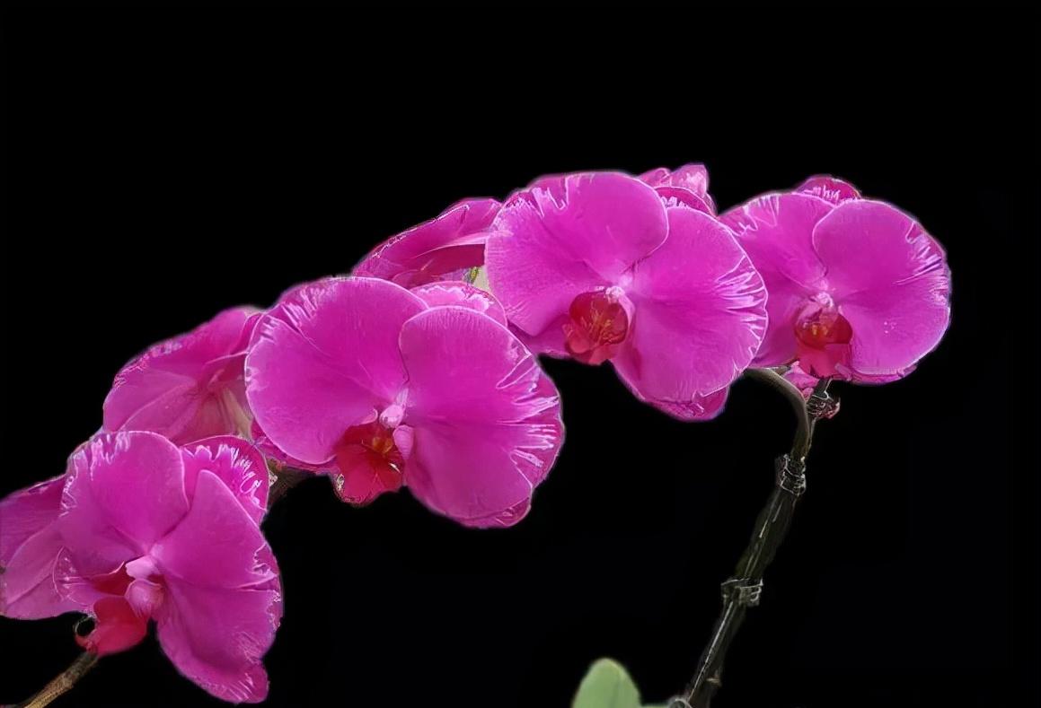 鍏拌姳绉嶇被鍥鹃壌,鐪嬭姦澶磋鲸鍏拌姳绉嶇被