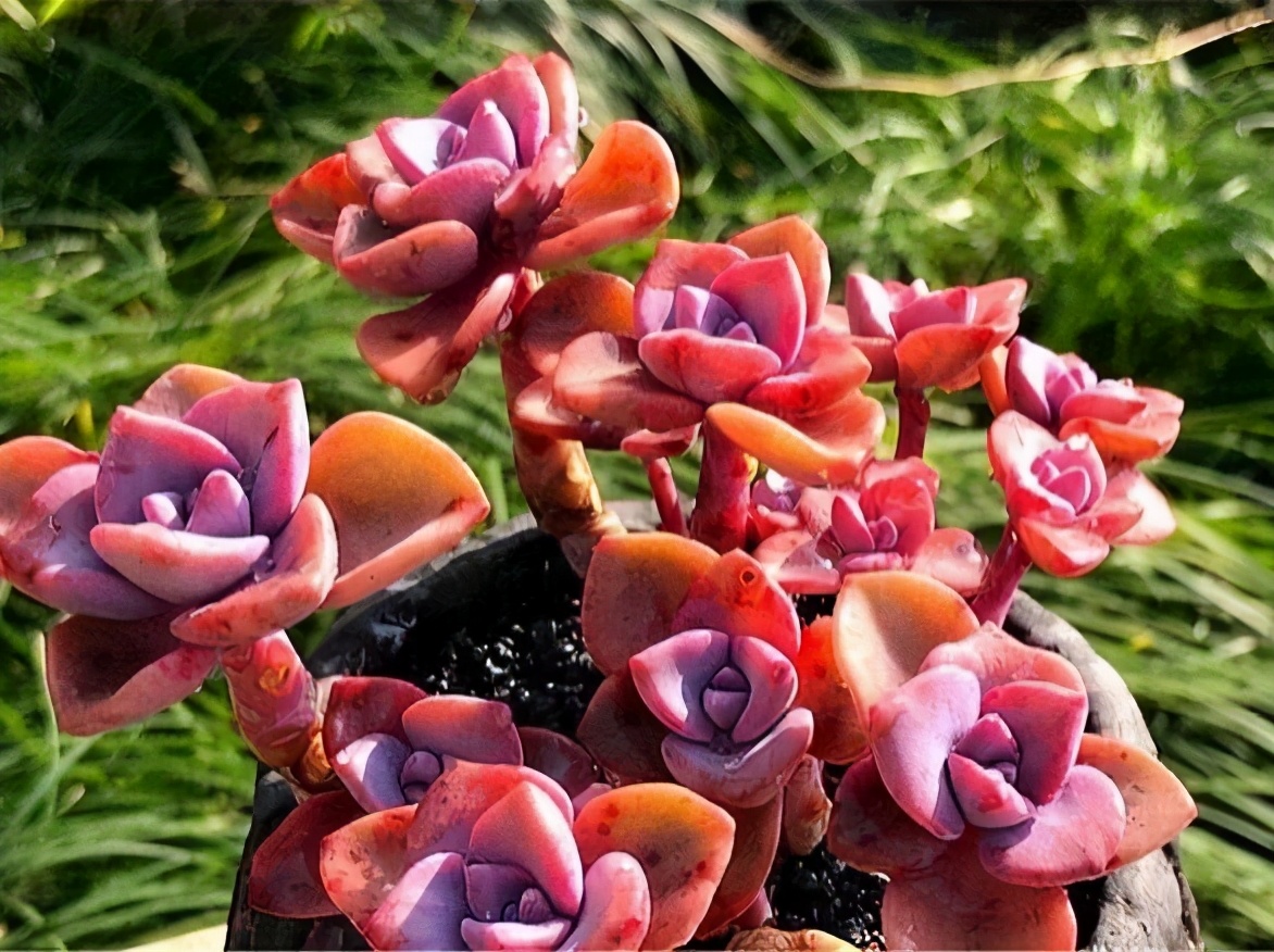 紫乐多头群生云南露养多肉植物 (多肉彩虹糖紫乐鉴定)