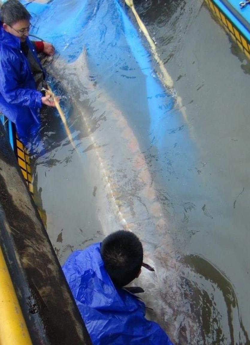 300斤！辽宁一山沟里养出“老鱼王”，体型大到快游不动了