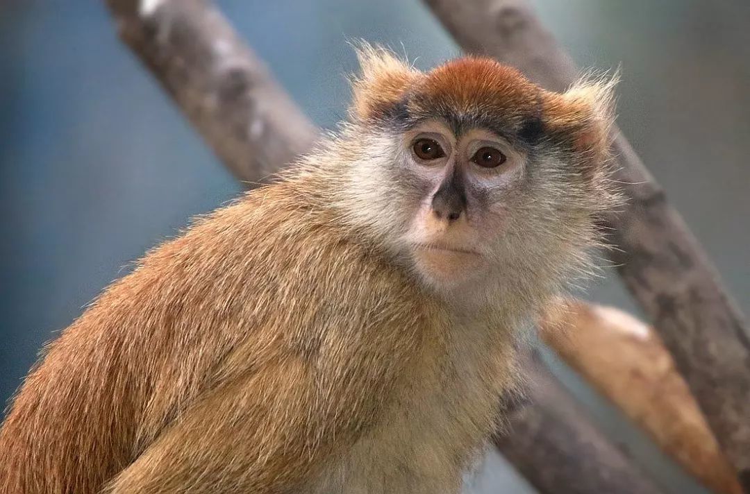 长隆野生动物世界营业时间,广州长隆野生动物园要玩多久