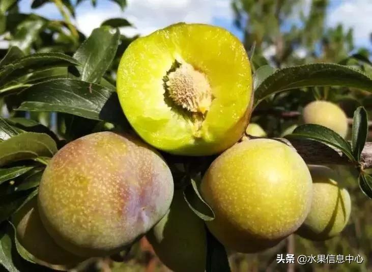 中国水果大全,中国水果大全图片和名字