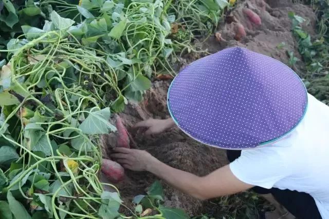 网红红薯的各种吃法,美食红薯