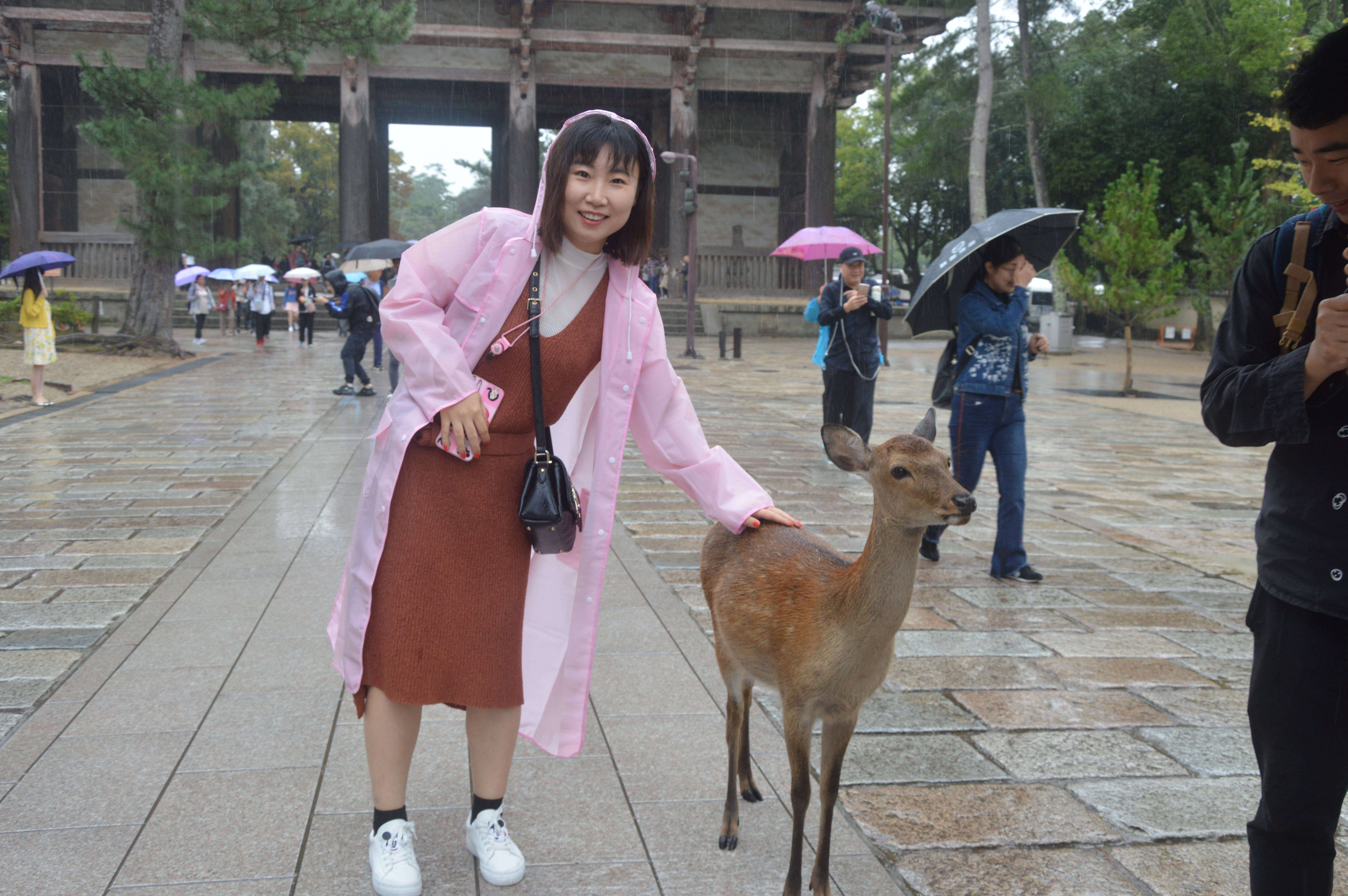 日本本州七日游,日本本州游记