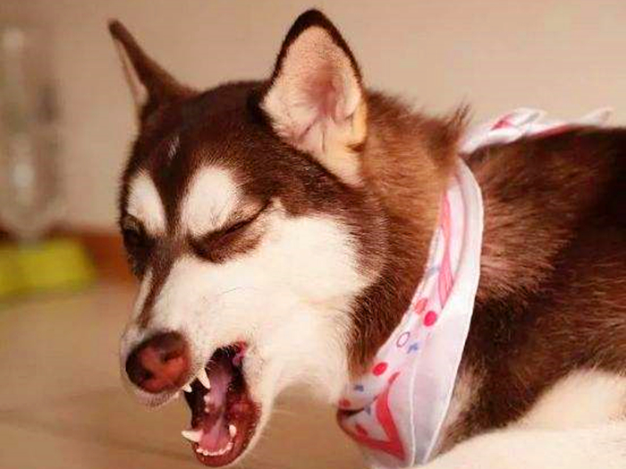 论哈士奇能有多聪明,哈士奇的智商和训犬师