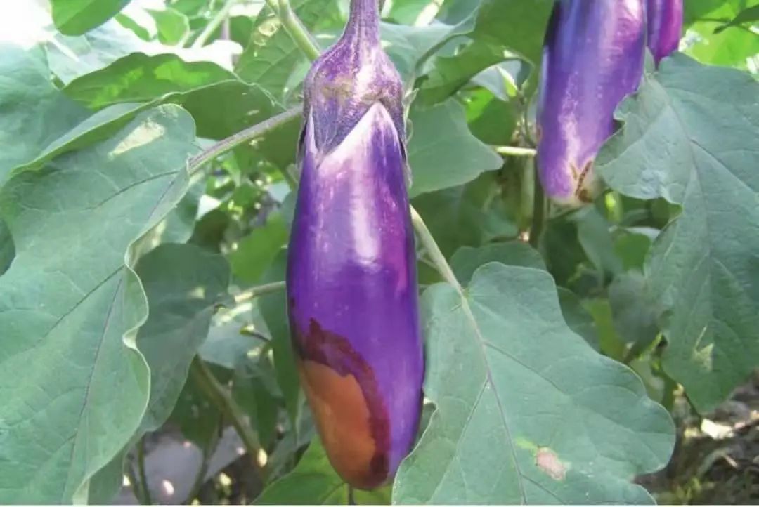 茄子虫害图片及症状,茄子虫害最佳治疗方法