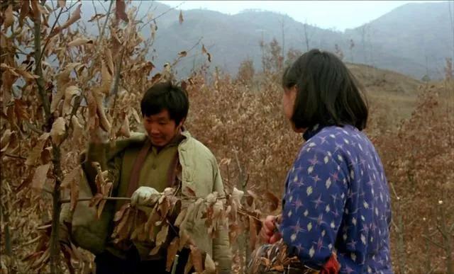 鸡窝洼人家完整版,鸡窝洼的人家全文免费在线阅读