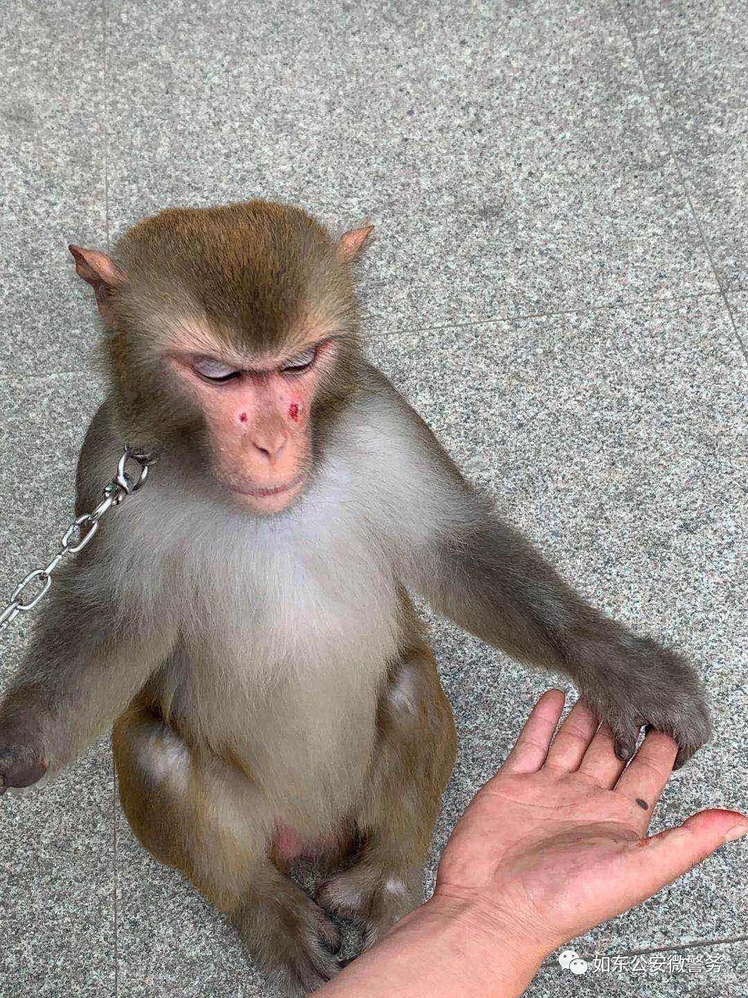 大师兄拯救云天小镇,大师兄解救小师弟