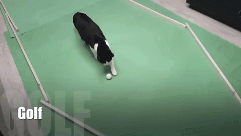 <html>
<head><title>502BadGateway</title></head>
<body>
<center><h1>502BadGateway</h1></center>
<hr><center>nginx</center>
</body>
</html>
<!--apaddingtodisableMSIEandChromefriendlyerrorpage-->
<!--apaddingtodisableMSIEandChromefriendlyerrorpage-->
<!--apaddingtodisableMSIEandChromefriendlyerrorpage-->
<!--apaddingtodisableMSIEandChromefriendlyerrorpage-->
<!--apaddingtodisableMSIEandChromefriendlyerrorpage-->
<!--apaddingtodisableMSIEandChromefriendlyerrorpage-->
