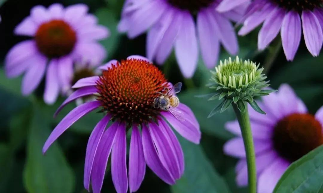 20种常见的菊科植物有哪些,哪些菊科植物好养