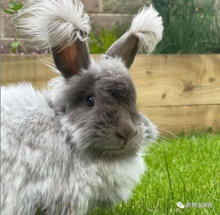 兔子不止爱吃胡萝卜,兔子有只眼睛看不见黑瞳都是白的