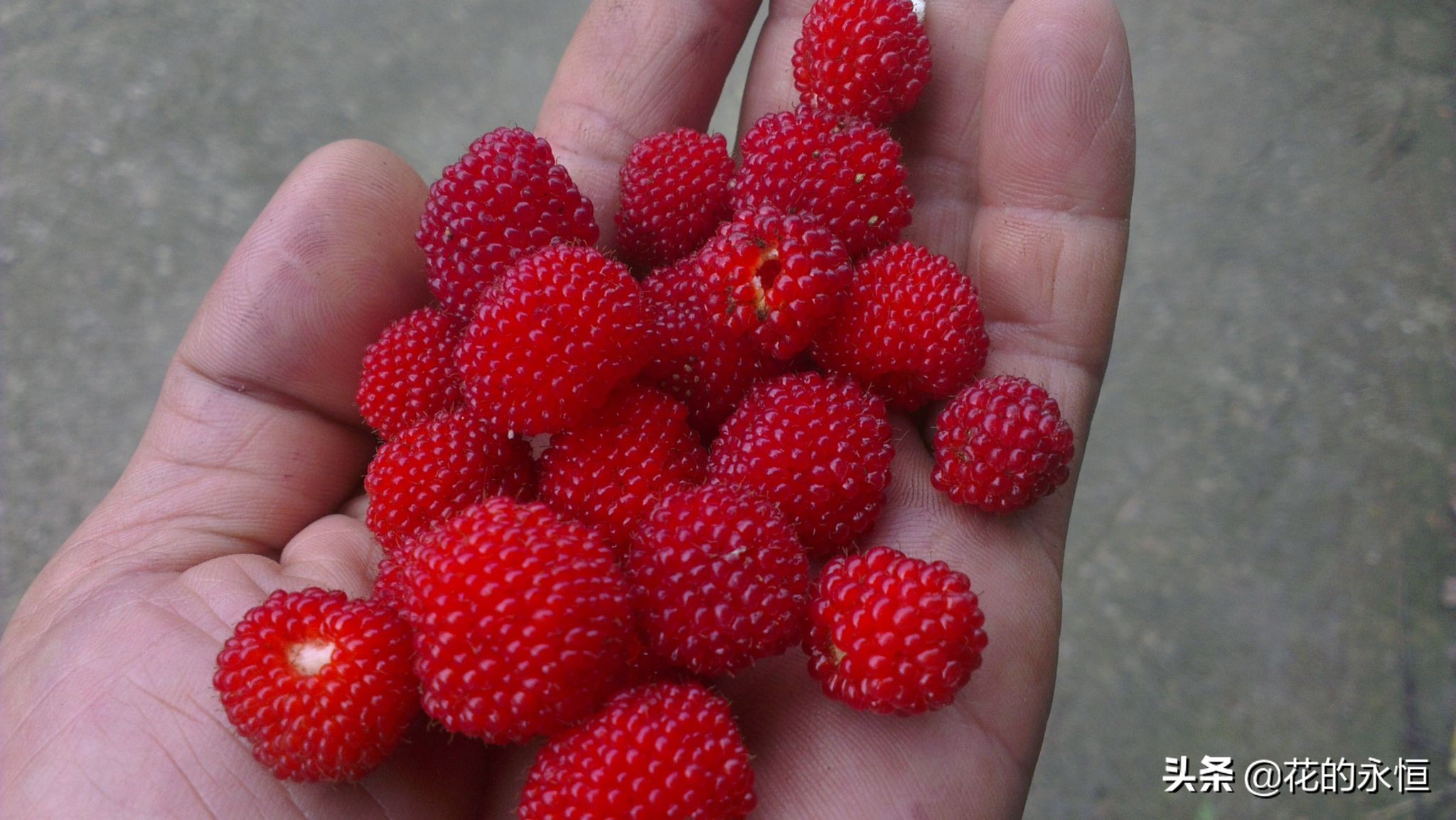 果实像灯笼的植物,结的果实像灯笼的植物