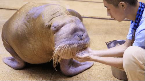 发现海洋魅力的海昌——中国主要景区运营商连锁运营产品述评