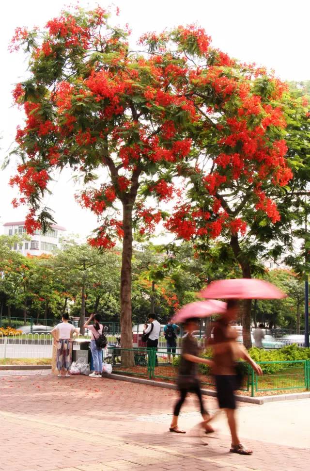 毕业季的凤凰花和栀子花,毕业季凤凰花开的时候