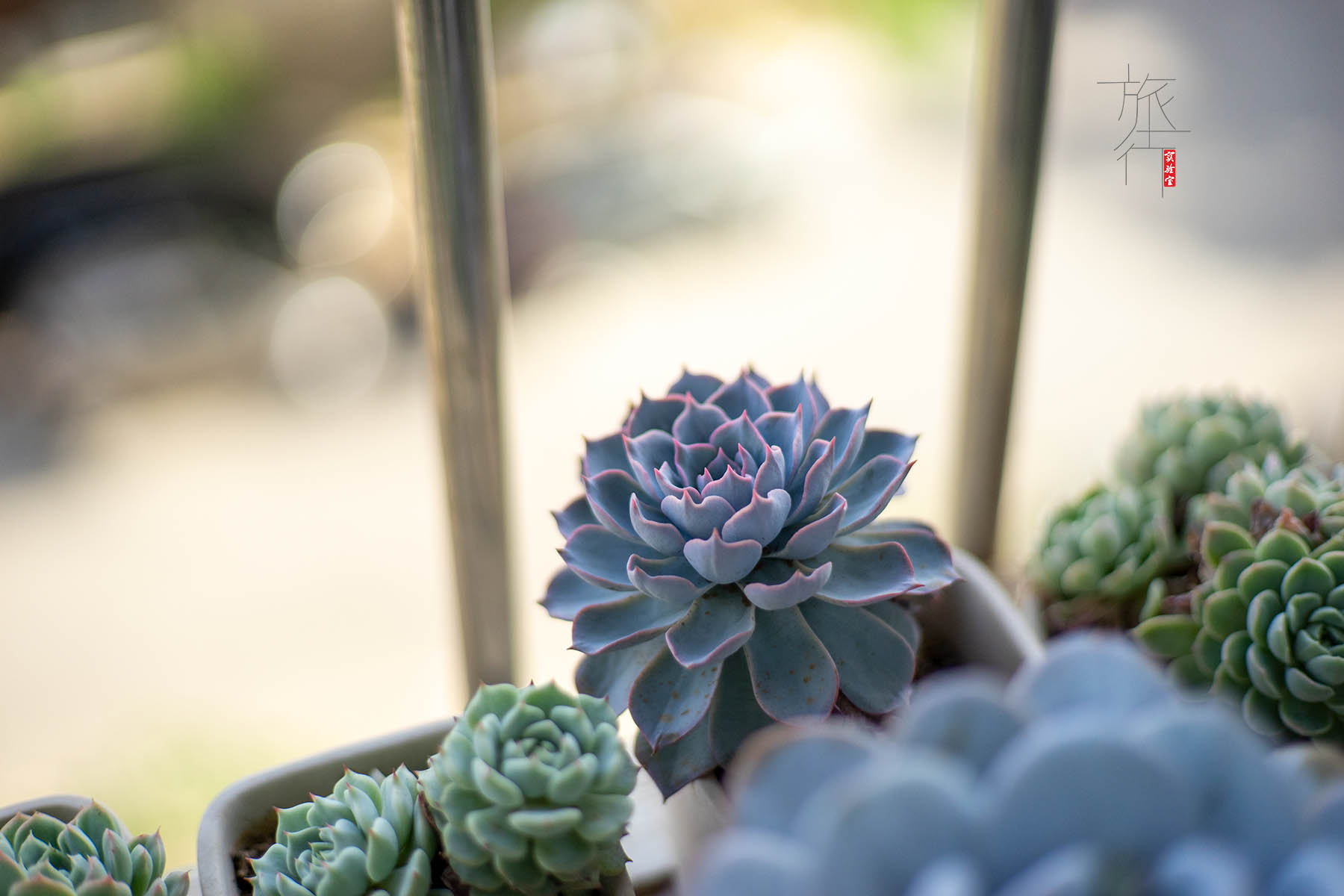 全新佳能小痰盂多少钱,佳能小痰盂镜头多少钱一台