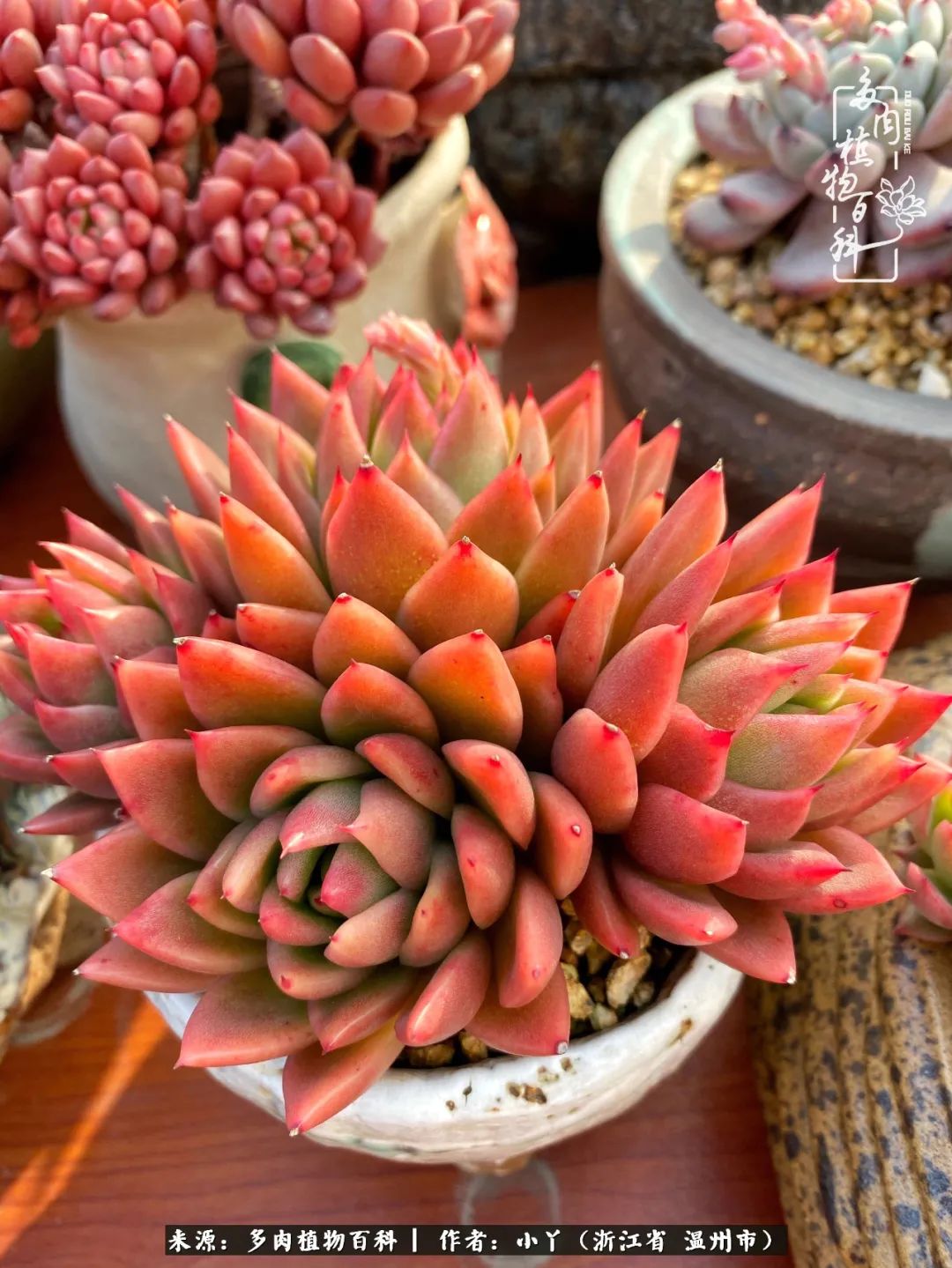 祖上无院家里无矿，一腔浪漫情怀付诸楼顶造花