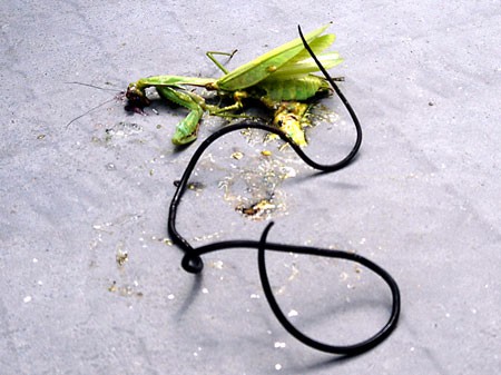 铁线虫寄生人类之后会发生什么,世界上最恐怖的虫子铁线虫