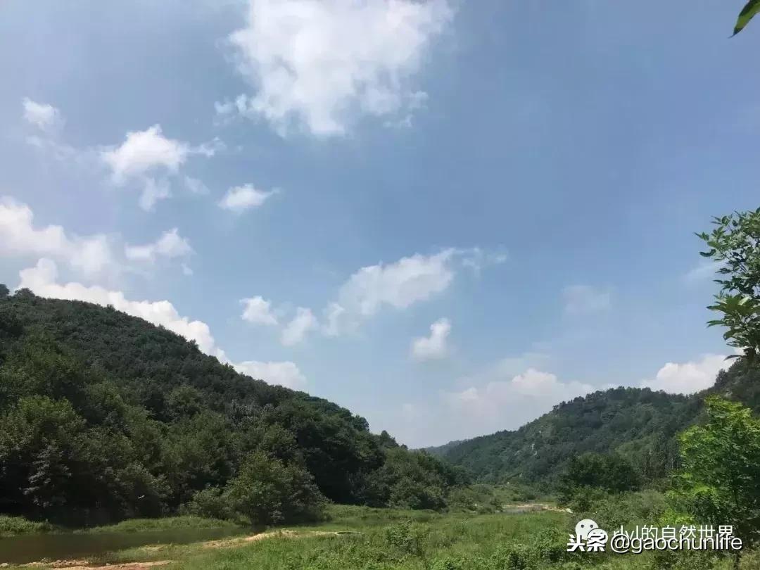 大草龟和小草龟谁好养,变异草龟和草龟的区别