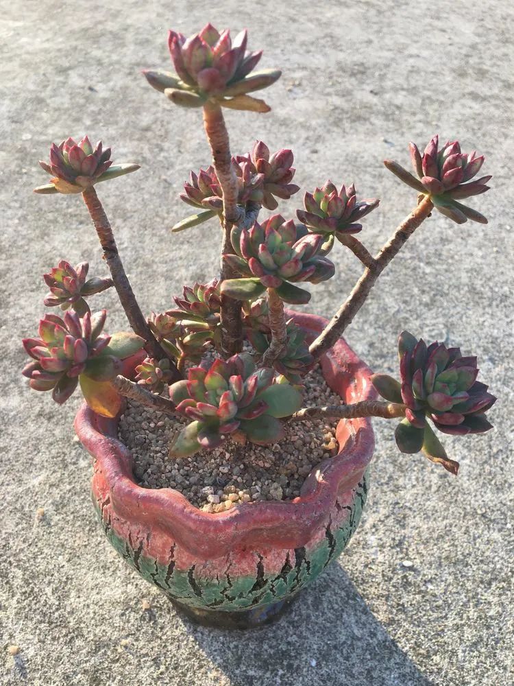 五颜六色的透明多肉,颜色超好看的多肉