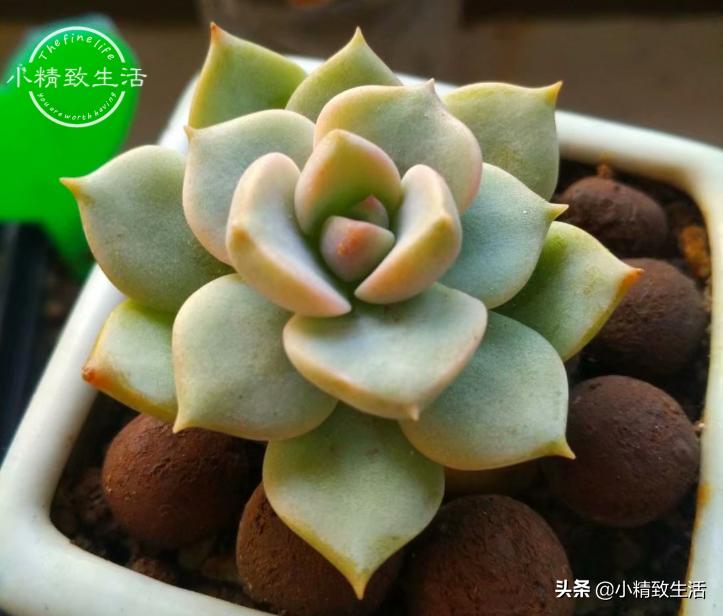 多肉上盆1个多月为什么还没服盆,多肉白牡丹休眠不