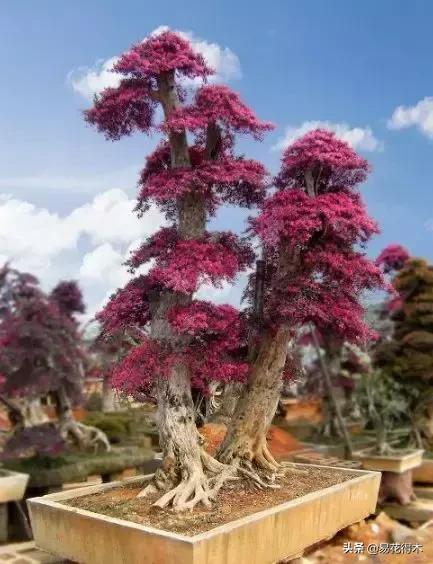 白檵木盆景图片欣赏,异形白花檵木盆景