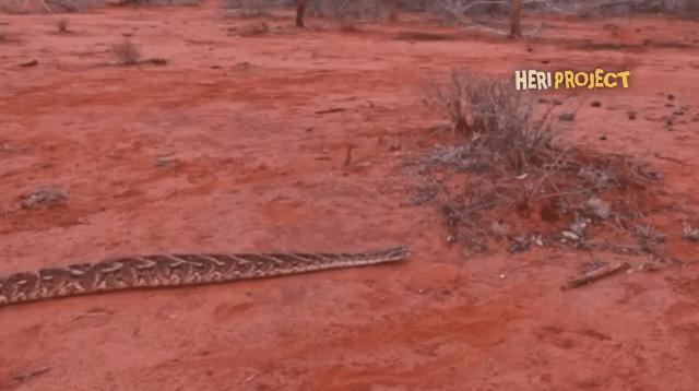 要不是因为强大的繁殖和适应能力,也许它会被天敌吃成濒危动物