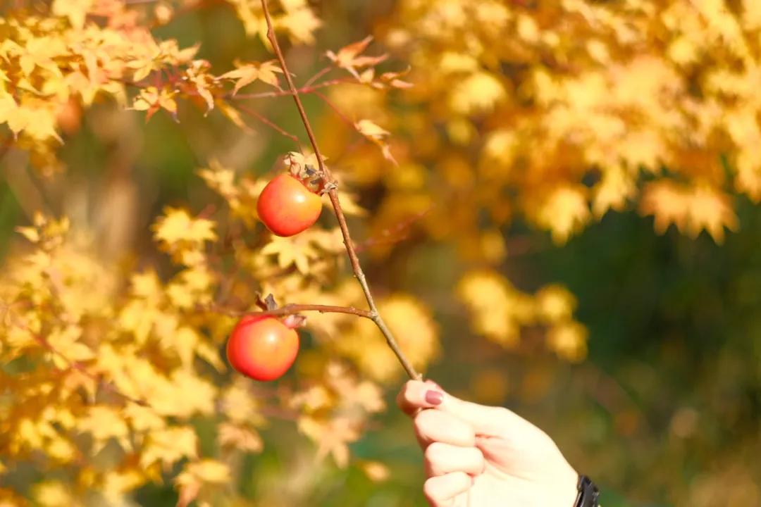 银杏古道自驾游攻略,江浙沪绝美古道苏州