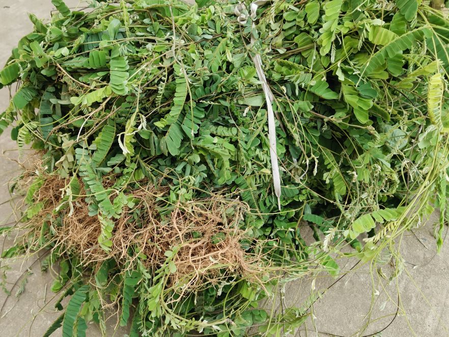 鸡骨草的用途可药用和食用，误食会中毒，用前必须要了解它的特点