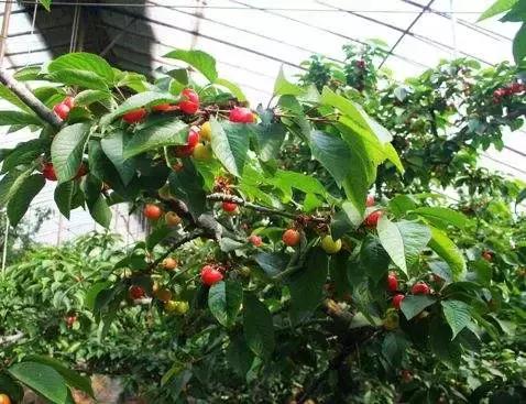 樱桃测评博主,樱桃测评