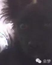 宠物去世你还会再养一只吗,狗狗病死还想再养一只