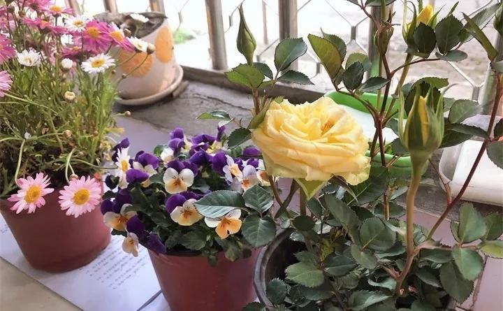 刚买的花，发蔫落苞加黄叶！为什么呢？多半是放错了位置