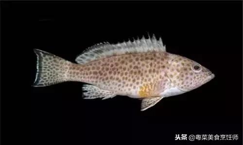 名贵海鲜食材排名,名贵海鱼大全图片