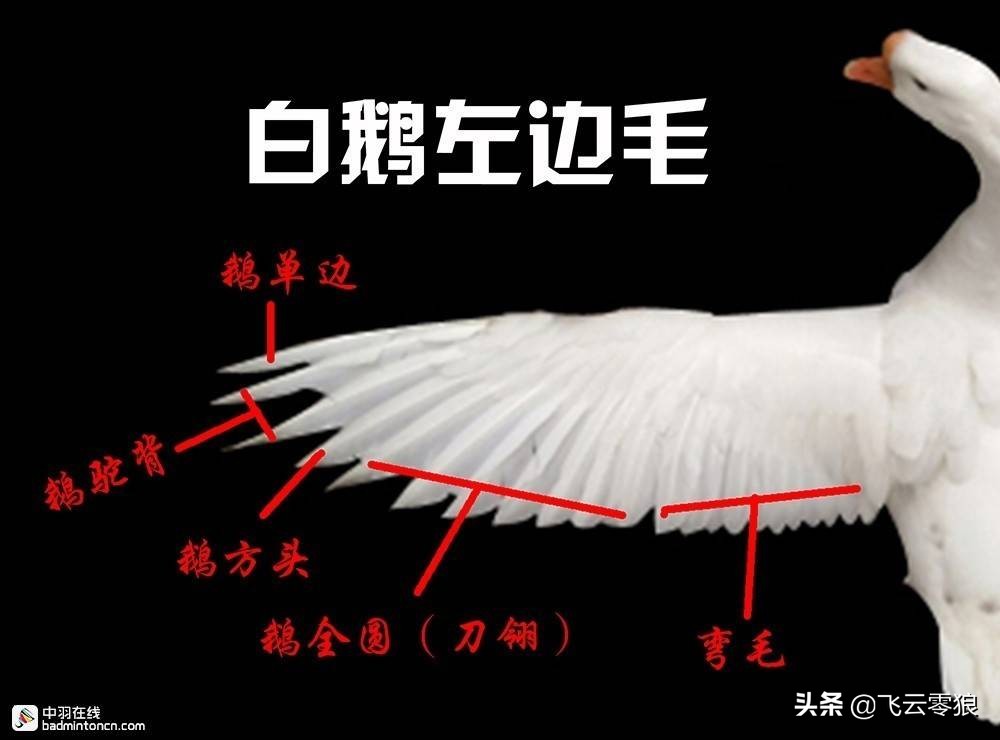 中羽飞云零狼,中羽飞云零狼评测