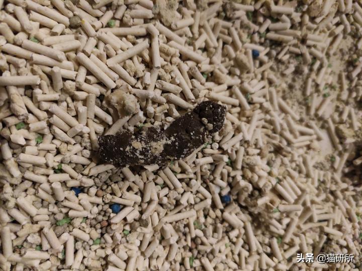 猫咪老是把屎踩的到处都是,猫咪踩屎在脚上