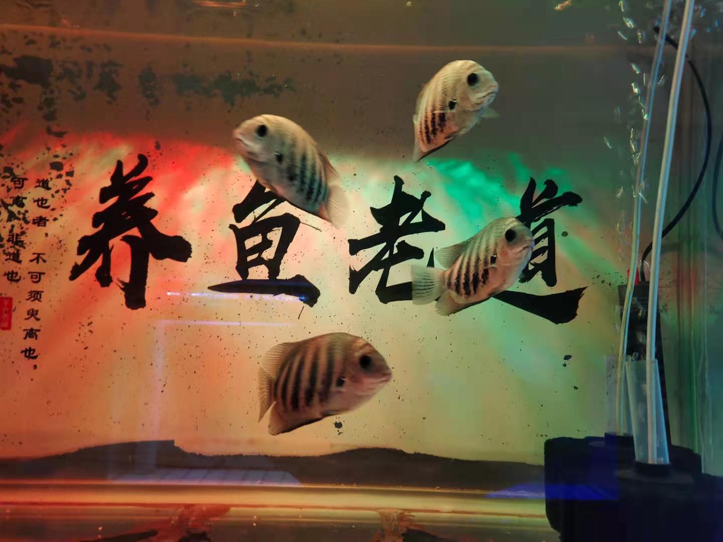 买鱼注意事项有哪些,新手买鱼的最佳配置