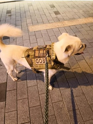 犬类繁殖技巧,犬的繁育技术教学