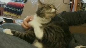 猫咪总挠脸上怎么办,猫咪总挠身上都挠破了是怎么回事