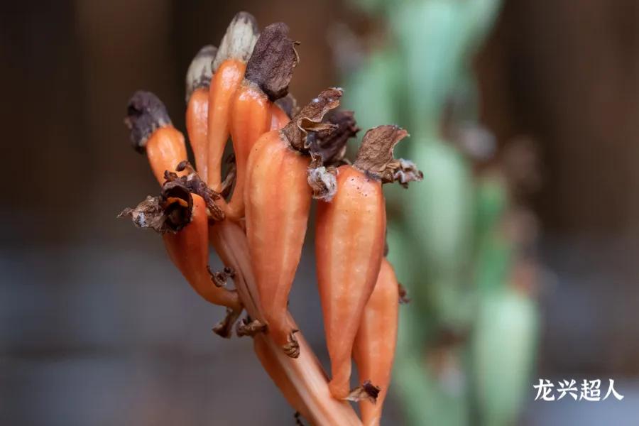 达州道地药材天麻,正宗中药材天麻